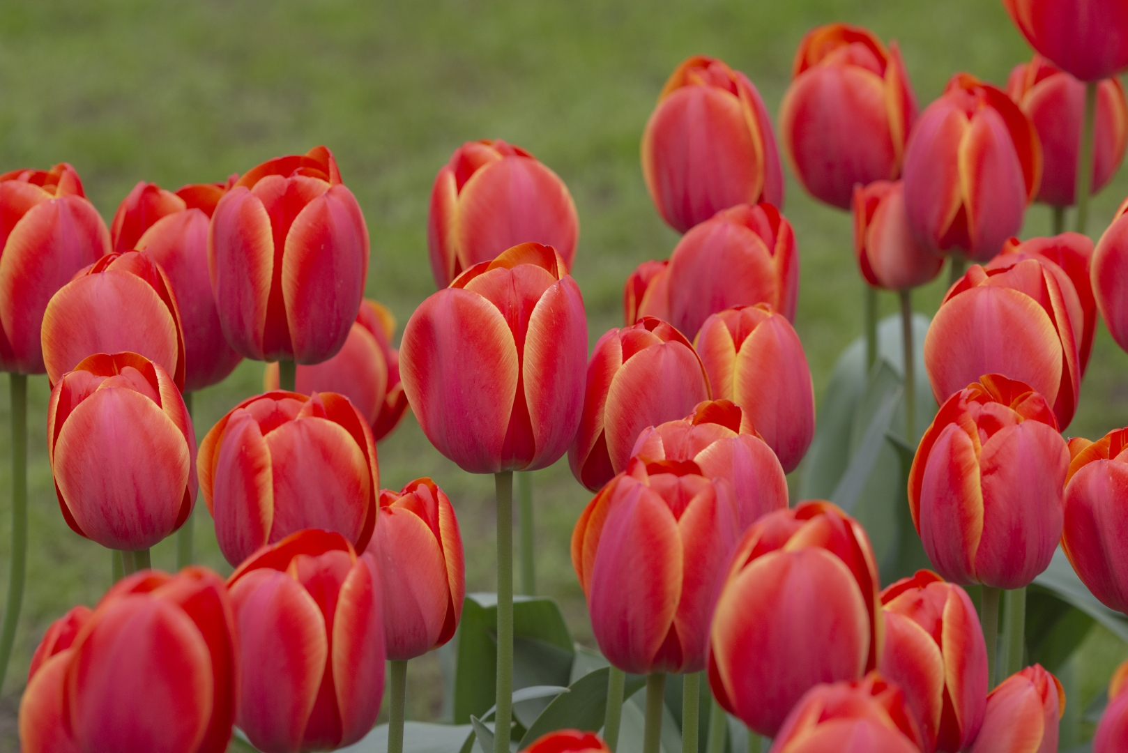 Cut Flower Growers