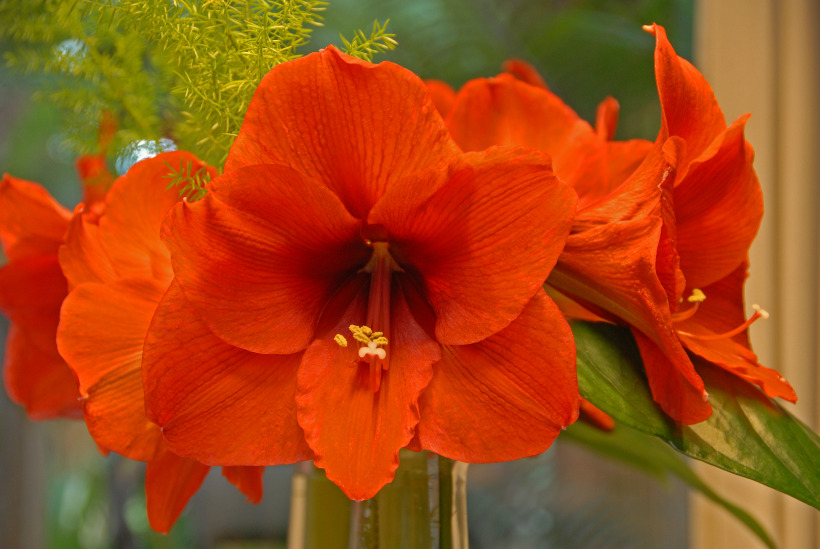 orange amaryllis flower