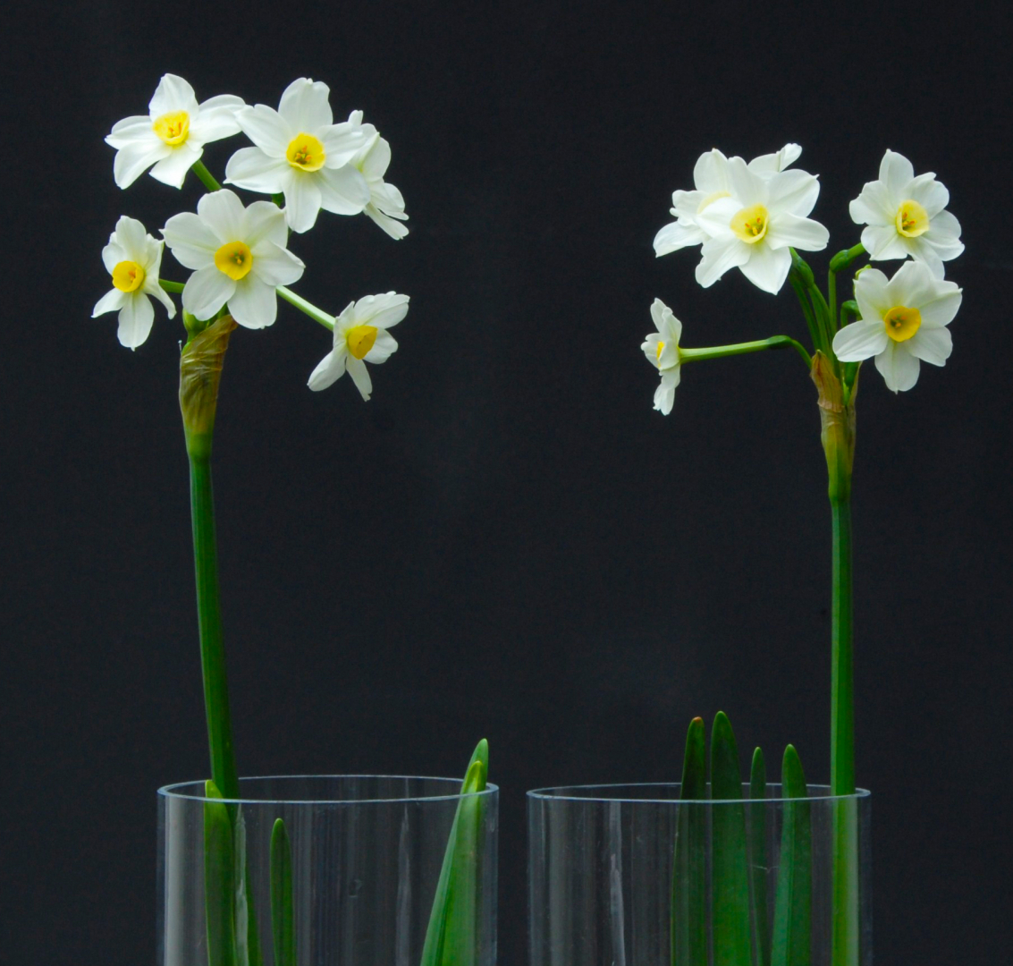 Indoor Narcissus Tazetta:Nice,Healthy Bulbs Pack of 10 Pete J Rotteveel Bulb CO INC Ziva Paperwhites 13-15cm 
