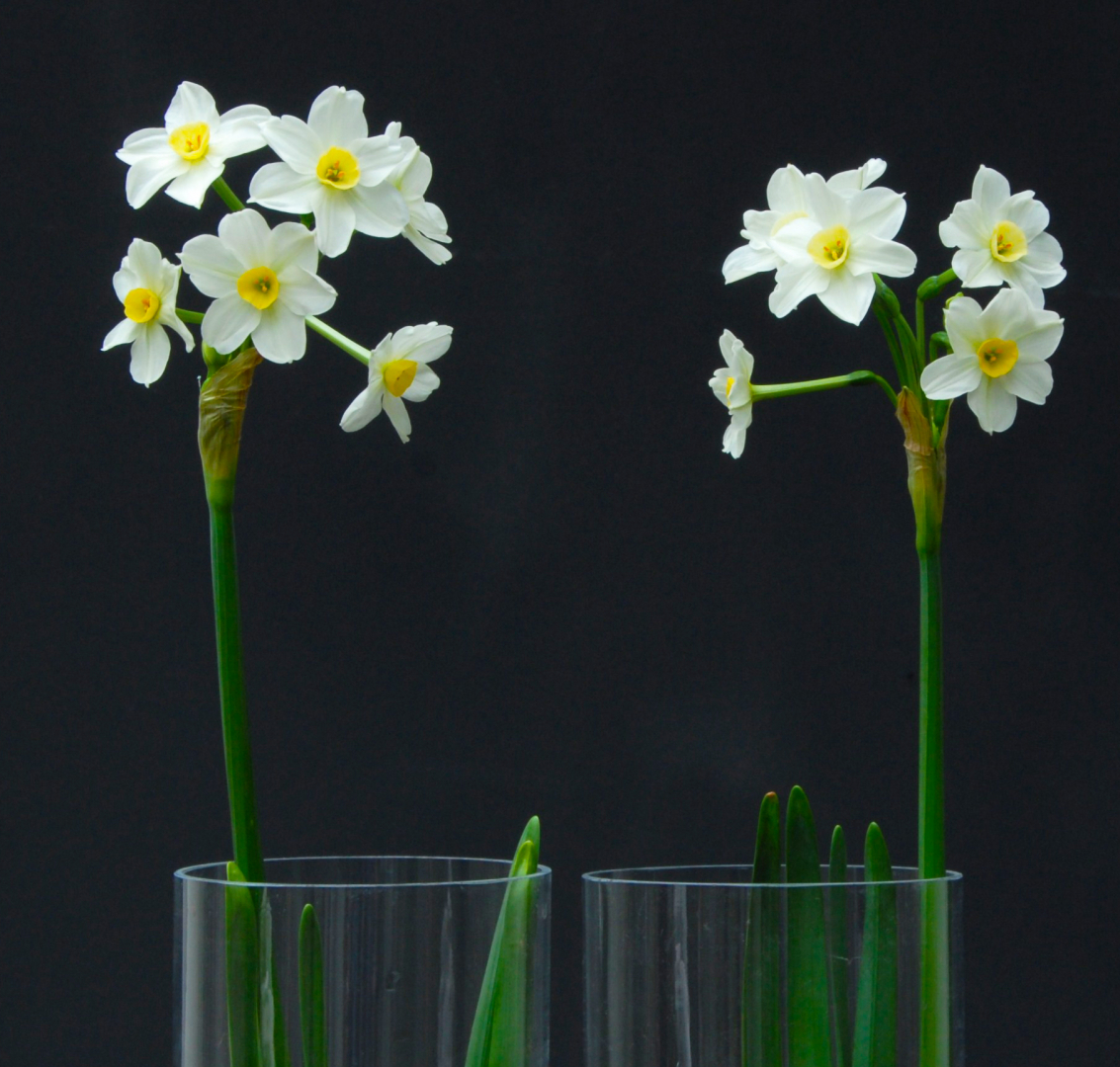 Daffodil Grand Soleil d'Or Bulbs, Wholesale Pricing