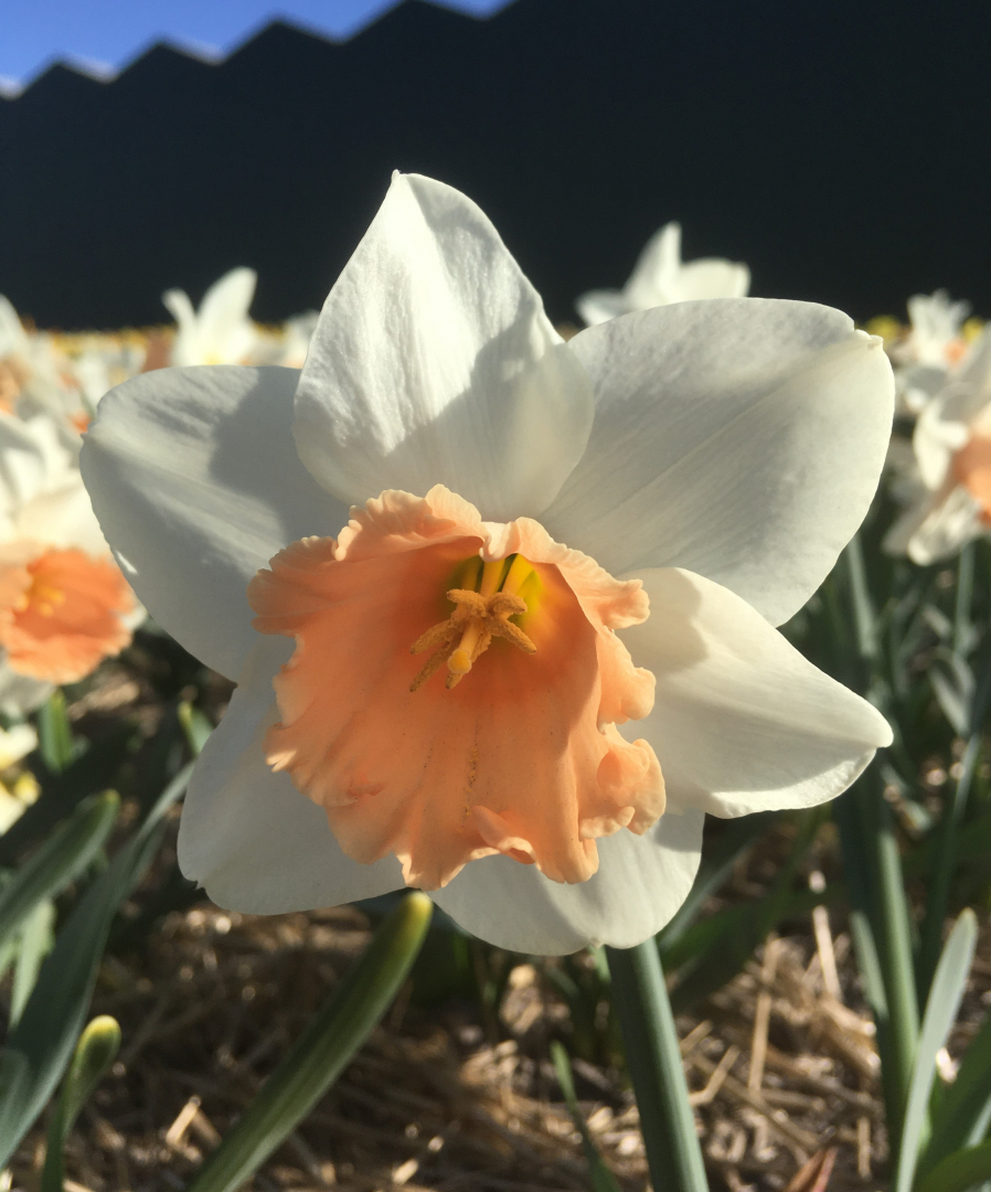 Narcissus Large Cupped 'Loveday' - Ruigrok Flowerbulbs