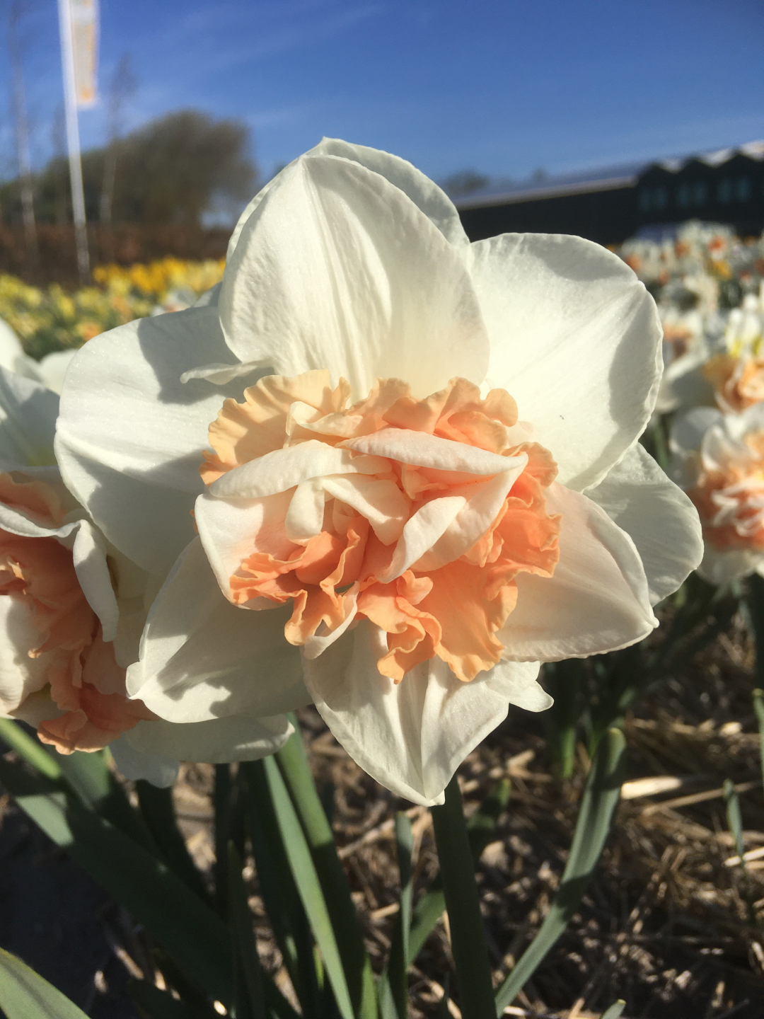 Pink Charm Daffodil Bulbs, Wholesale Pricing