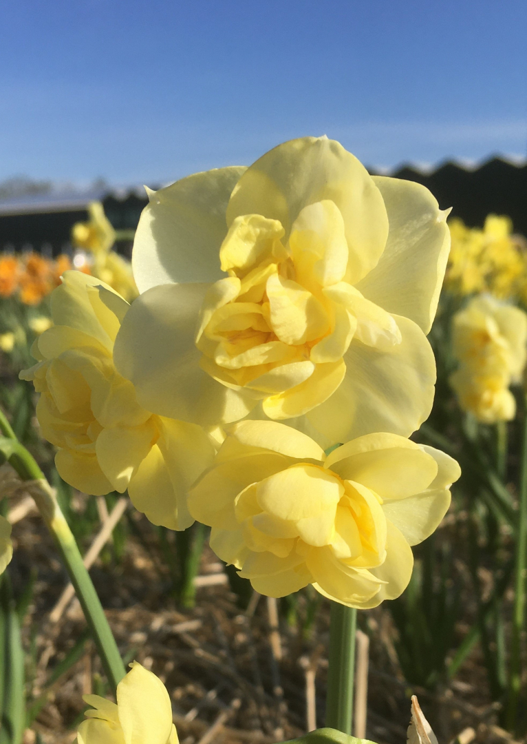 Yellow Cheerfulness Rotteveel Bulb Company