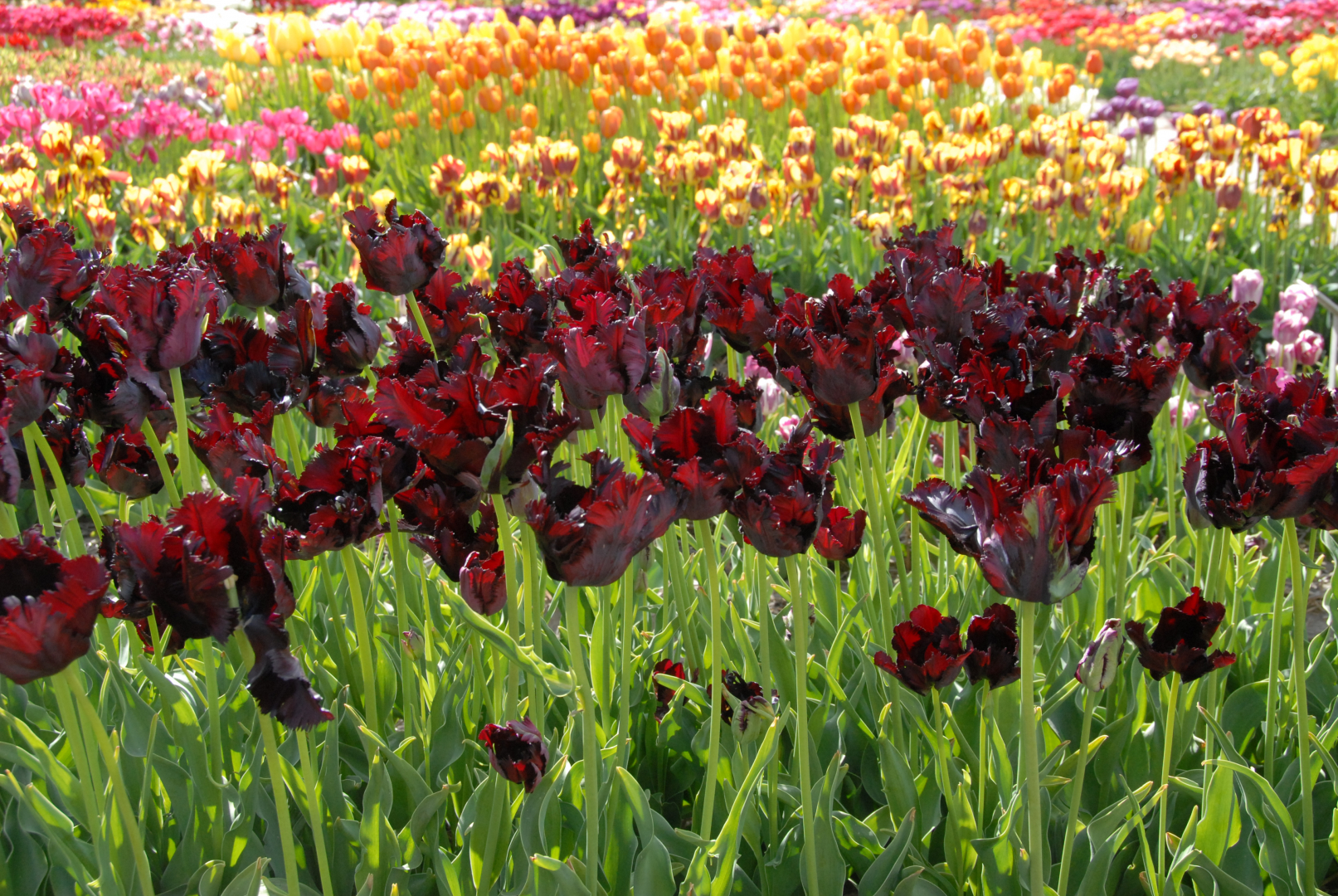 Black parrot deals tulip