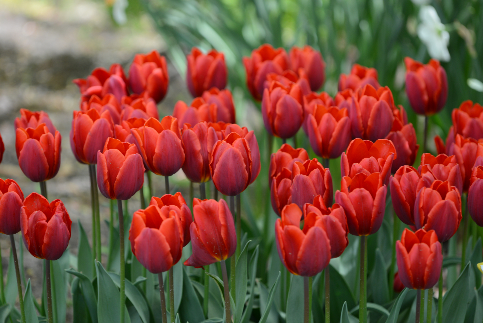 Tulipe Annie Schilder  L'Épicerie du Jardin