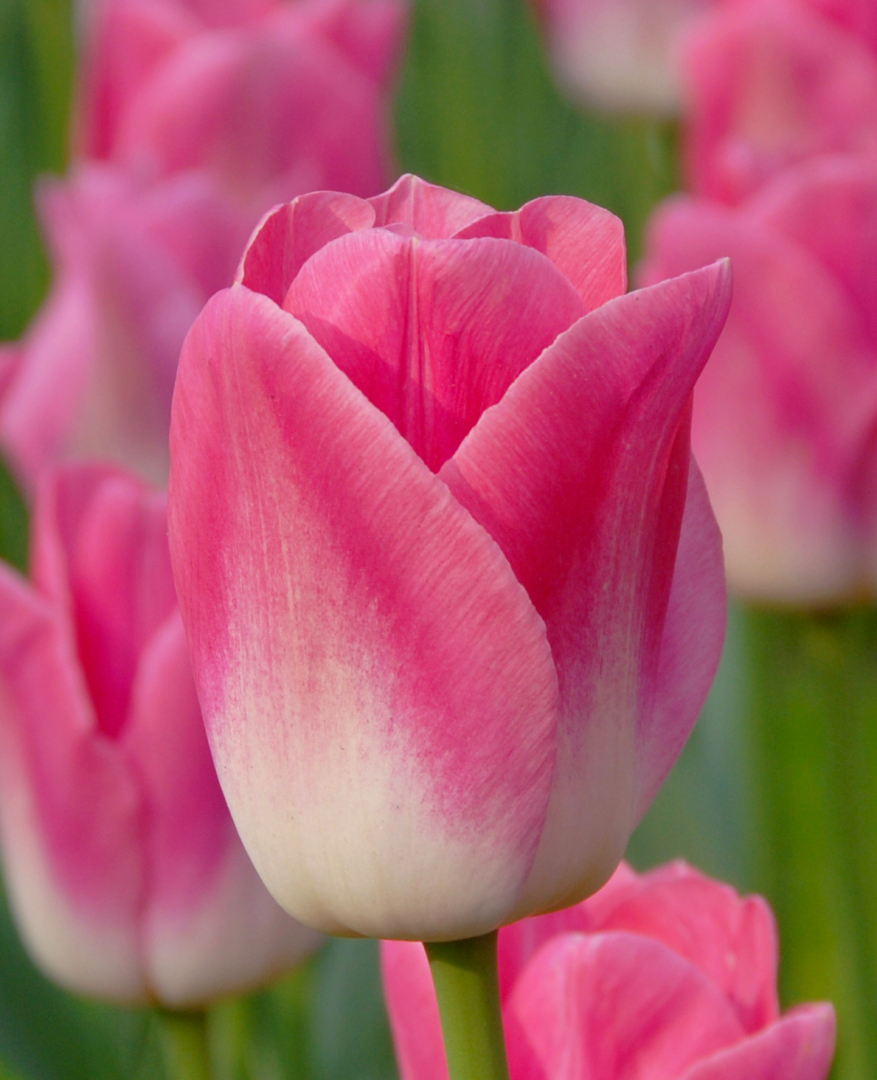Jumbo Pink Tulip:Triumph Tulip Bulbs