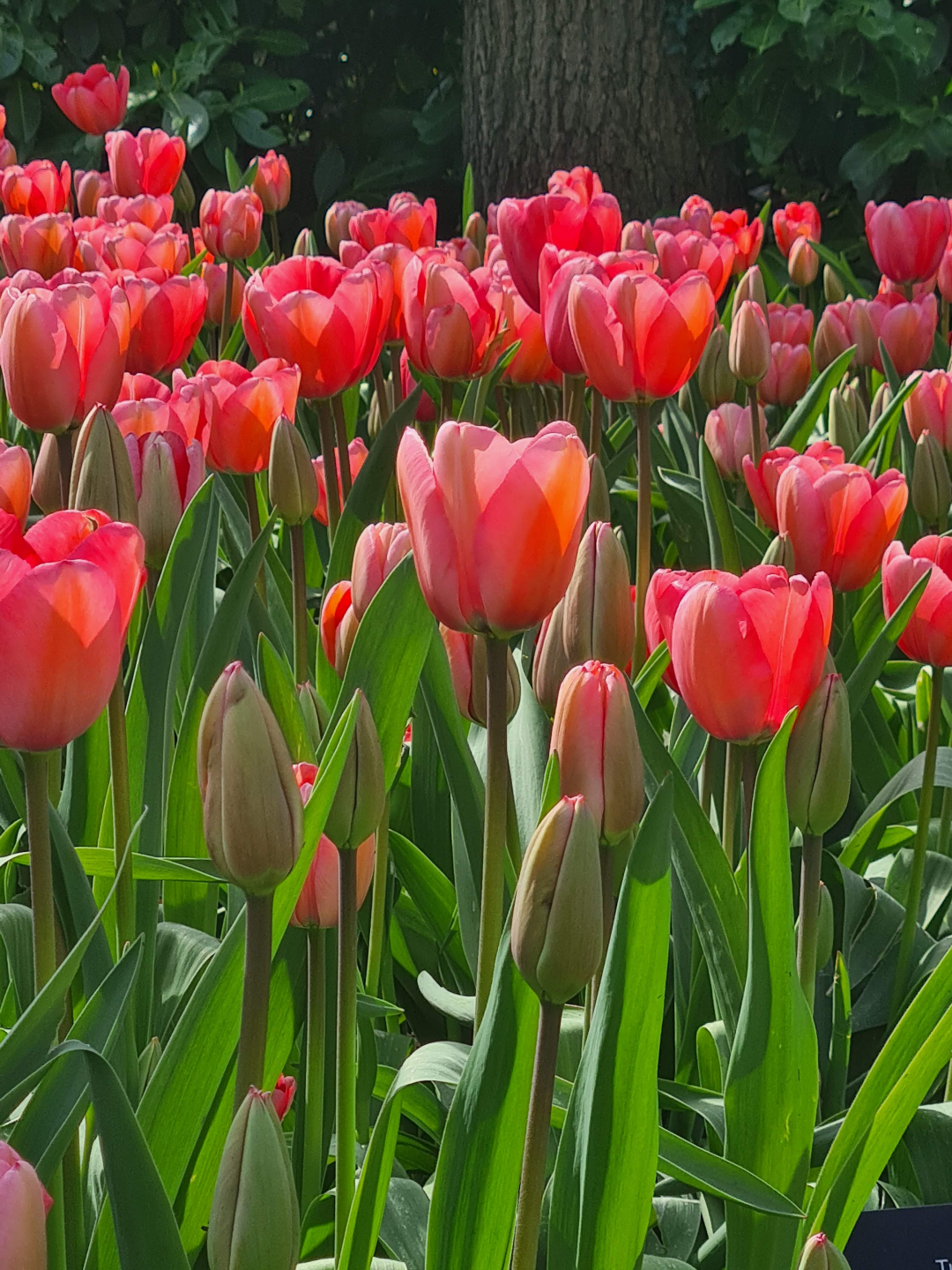 Tulip 'Pink Impression