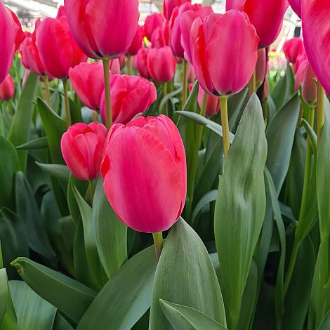 Jumbo Pink Tulip:Triumph Tulip Bulbs