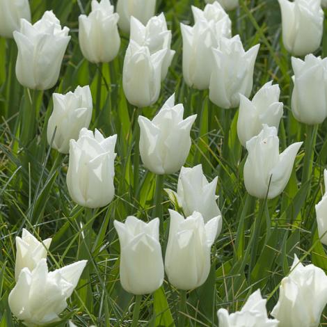 White - Imported from Holland Kiwanis 25 Quality Tulip Bulbs