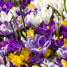 Dutch Crocus Mixed