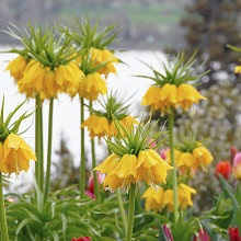 Imperialis Lutea