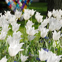 White - Imported from Holland Kiwanis 25 Quality Tulip Bulbs