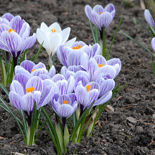 Crocus