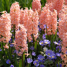 Hyacinths