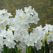 Indoor Narcissus