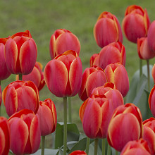 Tulips